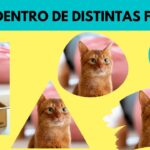 Domina Canva: Aprende cómo poner figuras de manera sencilla y creativa